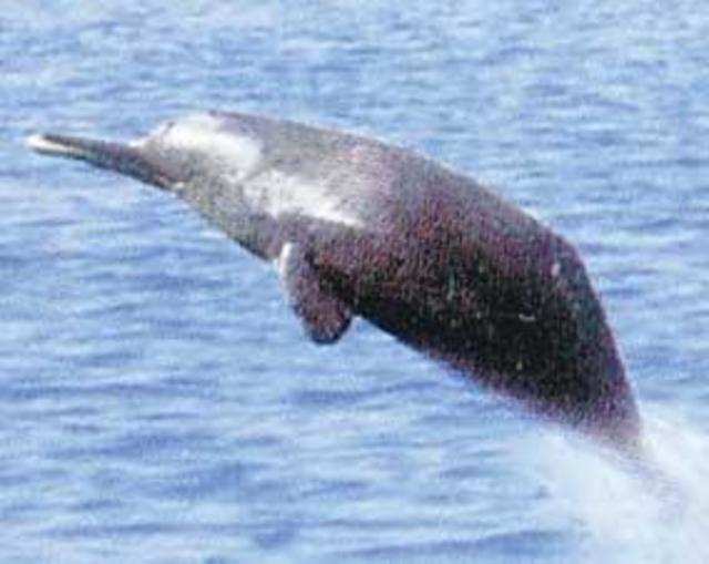 Gangetic dolphin rescued