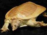 Common-Siamese Soft-Shelled turtle