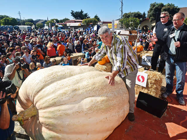 893 kg pumpkin!