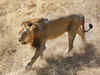 More Asiatic lion cubs sighted in Gir sanctuary