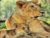 Reunion of mother-son in Gir jungle