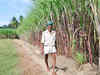 Sugarcane crushing in Uttar Pradesh, Maharashtra likely to begin on time next month