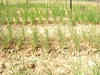 Drought to hit production of kharif crops