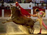 Matador Jose Tomas gives a pass to fighting bull
