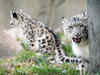 WWE calls for urgent action to protect snow leopards in India