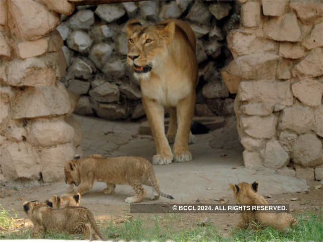 ​Four cubs born to lioness Vasundhara
