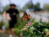 Two butterfly parks to be set up in Uttarakhand