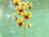 Orchids catch attention of techies, professionals