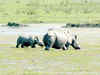 Assam's Pobitora Wildlife Sanctuary to reopen tomorrow