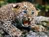 Soon, a count of leopards in mid-Himalayas