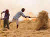 Basmati growers fetch low prices, allege cartelisation