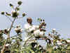 India to emerge as largest cotton producer
