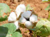 Cotton growers federation expects bumper crop this year