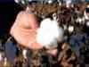 'Bumper cotton crop to have depressing effect on price'