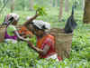 Reconstituted Tea Board of India appoints five members from Assam