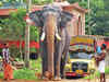 Sonepur ban may hit supply of elephants to Kerala