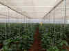 Haryana farmers grow vegetable seedlings in rented greenhouse