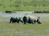 Poachers kill another rhino in Kaziranga