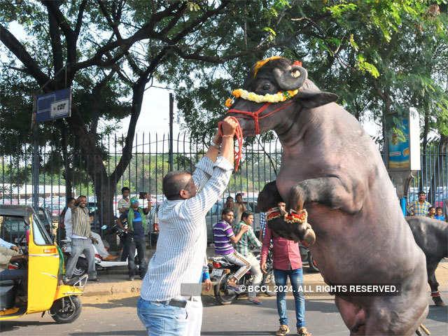 ​A person plays with a buffalo