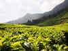 Insurgency-hit Tripura tea industry back on feet