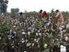 Government discusses farmers' demand to hike cotton MSP