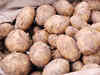 Potato production is likely to fall in Uttar Pradesh, West Bengal