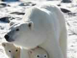 Polar bear numbers to fall as Arctic ice shrinks: Study