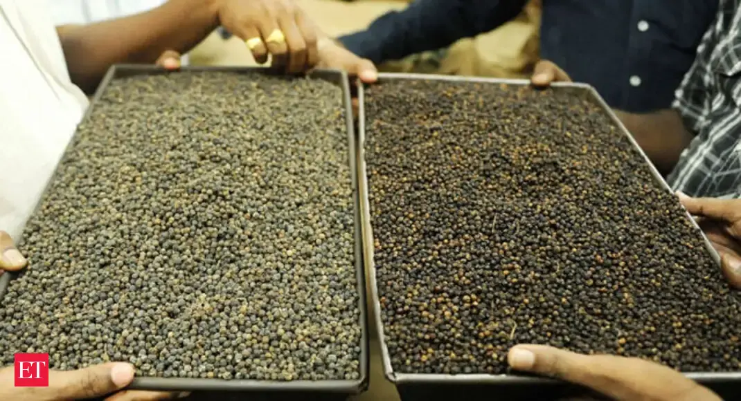 Indian black pepper production to decline in 2016 due to inclement