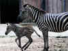 Tata Steel Zoological Park gets two pairs of Zebras from Tel Aviv