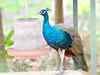 Maharashtra government ropes-in Dorabji Tata Trust to conserve peacocks in Raj Bhawan