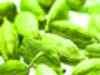 Festival and marriage season push up price of cardamom