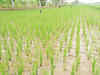Over 8,900 hectare area in Puducherry under paddy lost in rain
