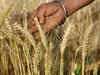 Gujarat's 3.5 crore poor to get wheat and rice at Rs 2/kg