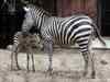 Mysuru zoo loses two zebras in eight days