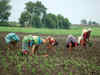 Agri industry: Dip in winter sowing level