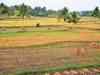 Paddy procurement: CAG flags irregularities of over Rs 50,000 crore