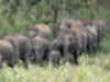 Thirty people fall prey to wild elephants in Chhattisgarh