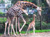 Mysuru zoo becomes giraffe breeding centre in India