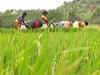 Ravi sowing declines; weak crop output worries mount