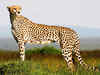 Cheetahs migrated from North America 100,000 years ago