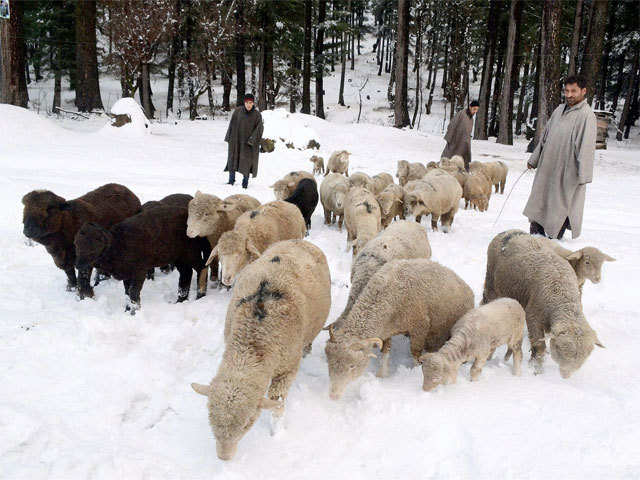 ​Shepherds with their herd of sheep