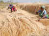 Wheat sowing close to completion in Punjab, Haryana