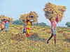 Madhya Pradesh farmers to get receipt of premium paid for crop insurance