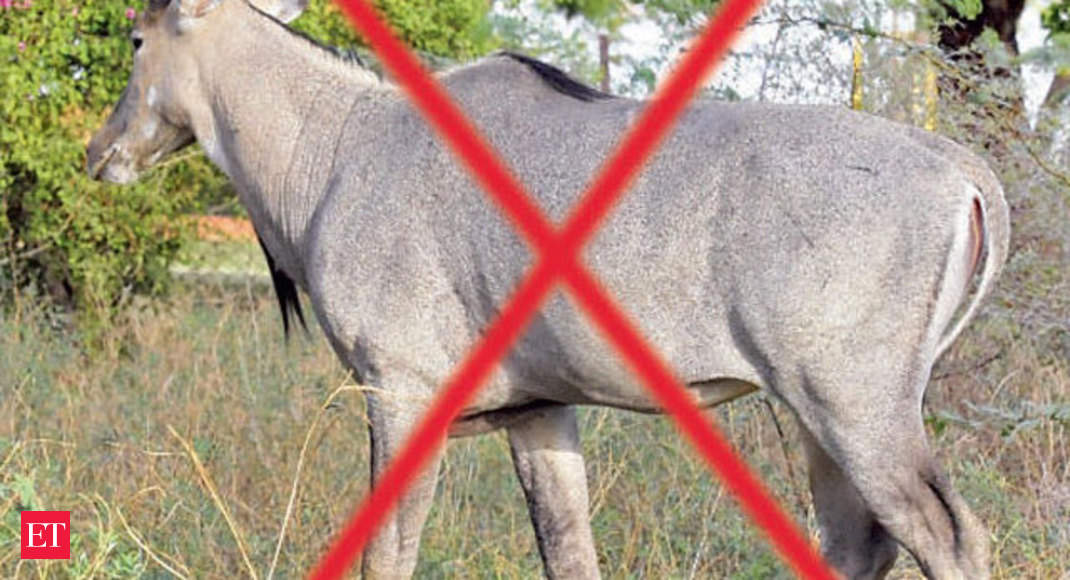 Centre allows Bihar to cull Nilgai herds and wild pigs; declares them  'vermin' - The Economic Times