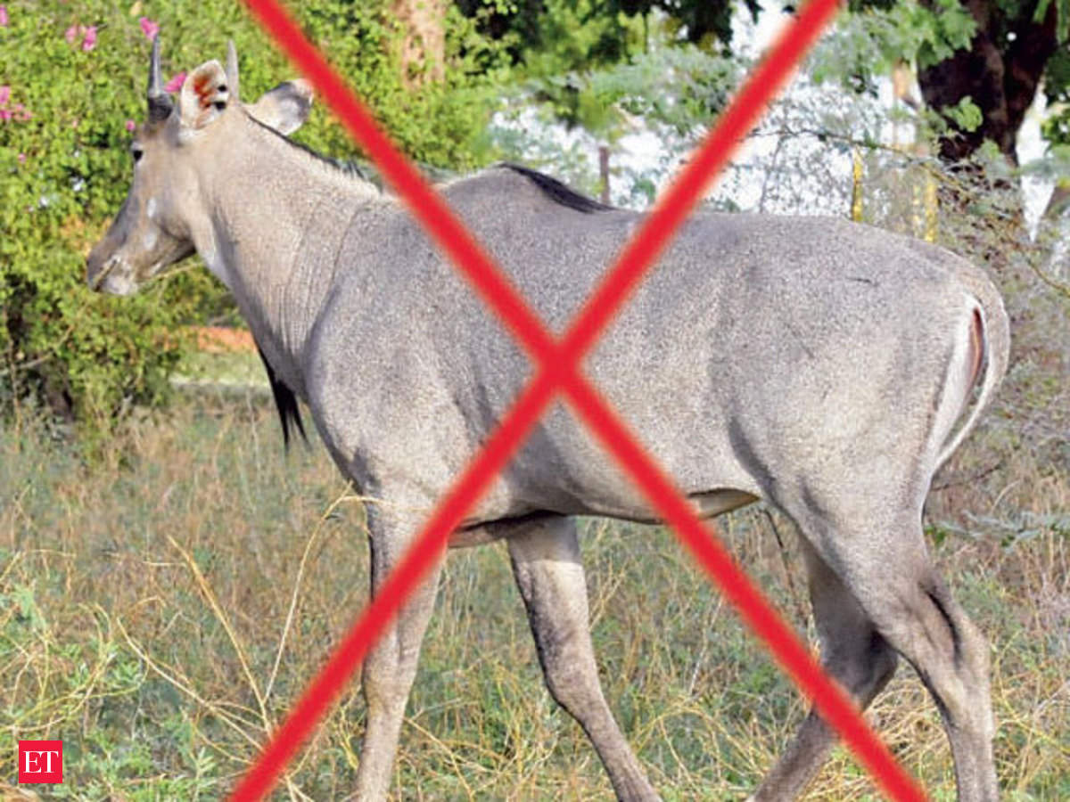 Centre allows Bihar to cull Nilgai herds and wild pigs; declares them ' vermin' - The Economic Times