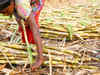 Crushing hit as sugarcane farmers launch protest over wage delay