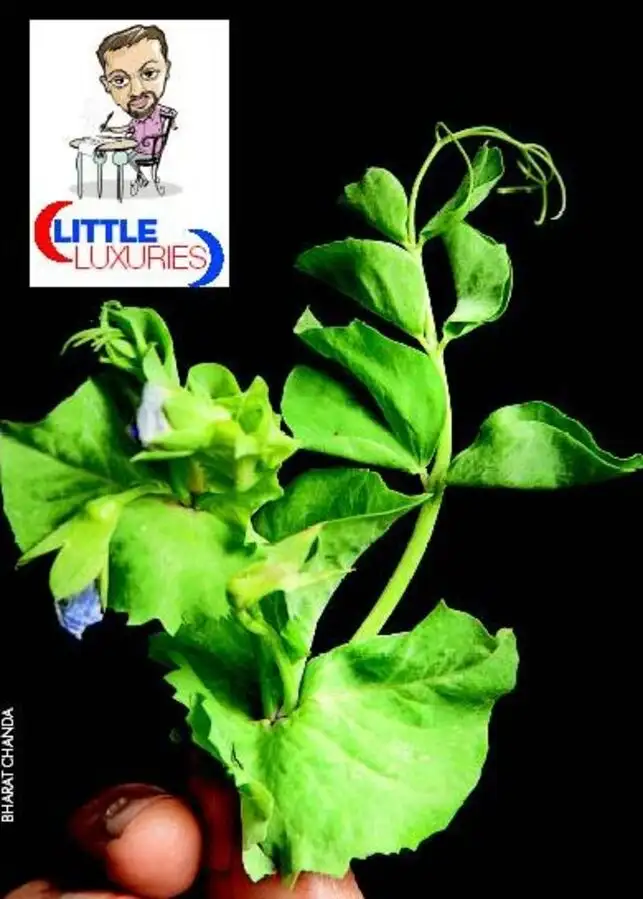 Green shoots are among the best things to eat Green shoots are among the best things to eat