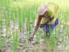 Over 25.50 lakh tonnes paddy procured in Chhattisgarh
