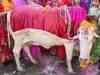 'Cow' named Yahoo India's 'Personality of the Year'