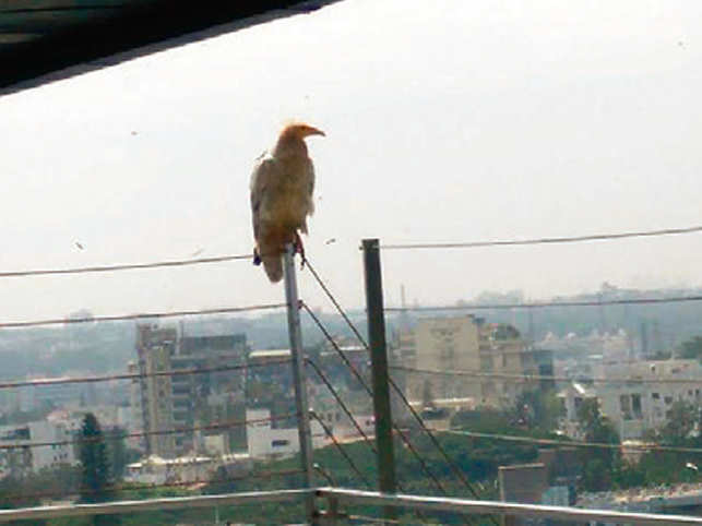 Egyptian Vultures Make Bengaluru Their Home The Economic Times